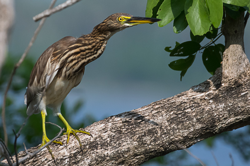 Indische Ralreiger